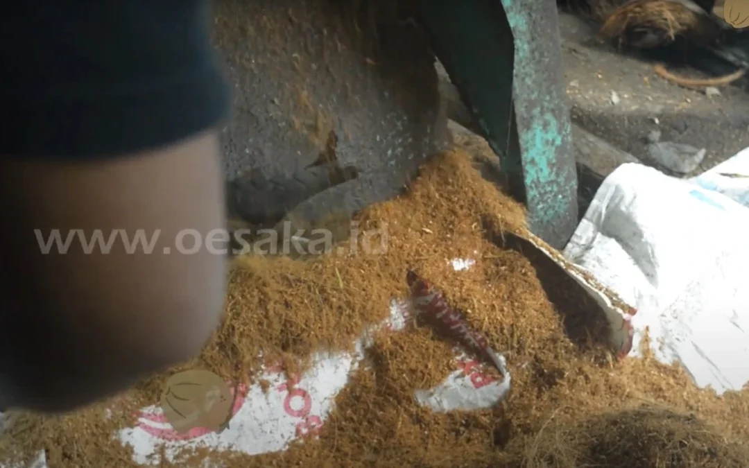 Oesaka menjadi pemangsa cocopeat terbesar di kebumen