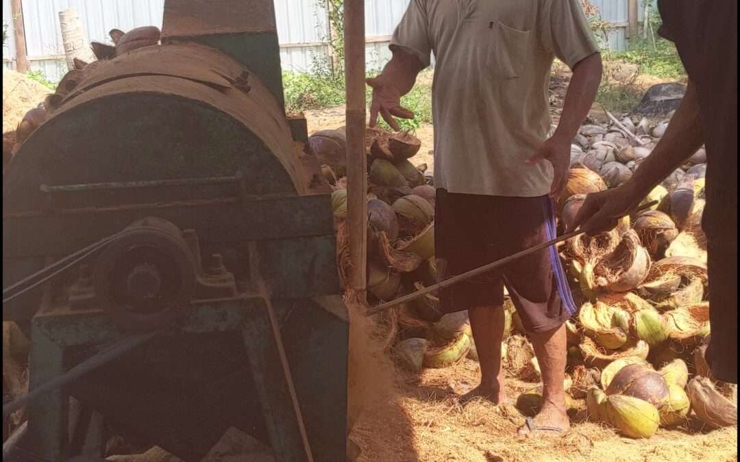 Ilustrasi pemanfaatan sabut kelapa menjadi media tanam cocopeat