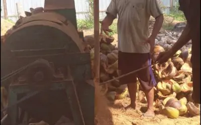 Apa Itu Sabut Kelapa? Manfaat, Jenis, dan Cara Pengolahannya