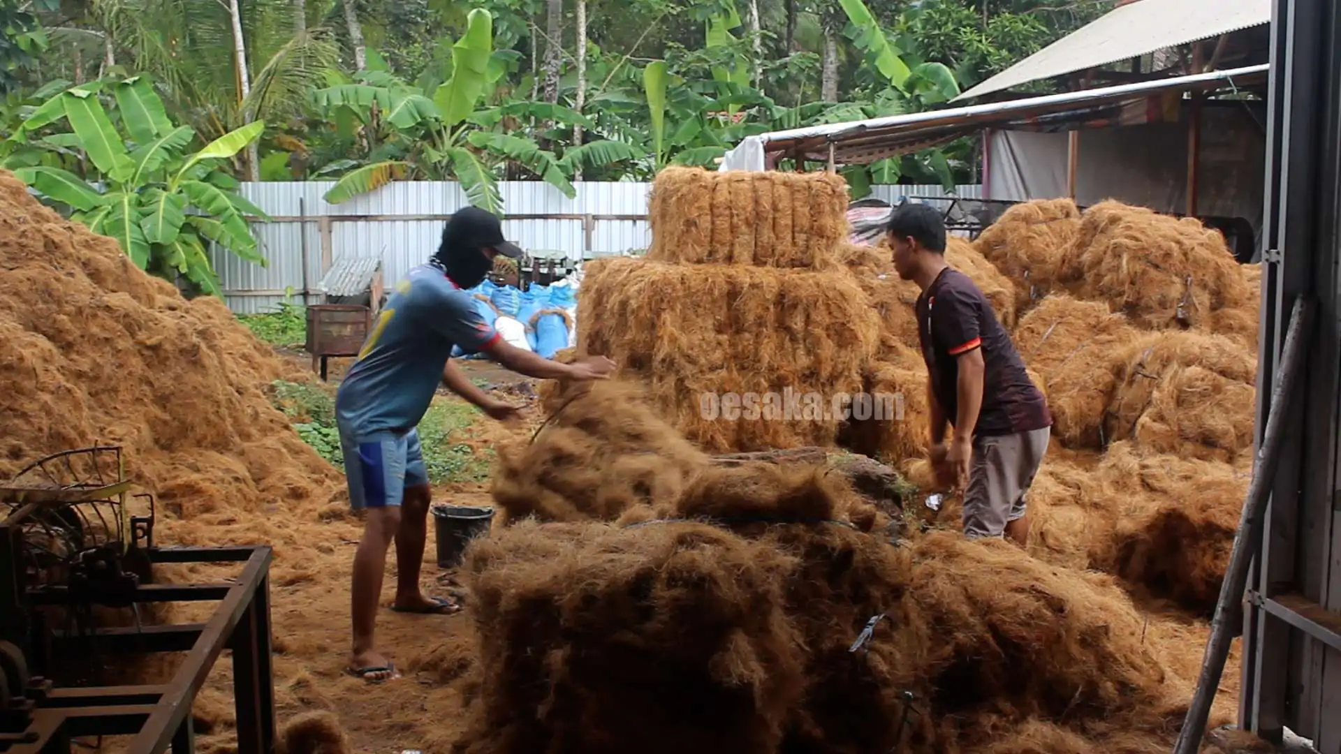 Proses rantai nilai sabut kelapa dari petani ke pengolahan dan distribusi produk hilir