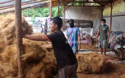 Rantai Nilai Produk Turunan Sabut Kelapa dan Peluang Pengembangannya